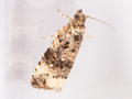 Endothenia marginana